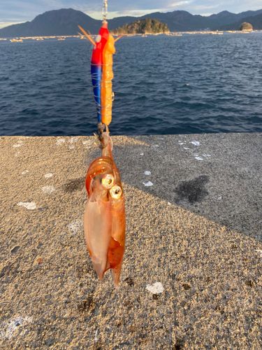 イカの釣果
