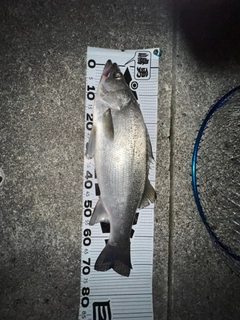 ヒラスズキの釣果