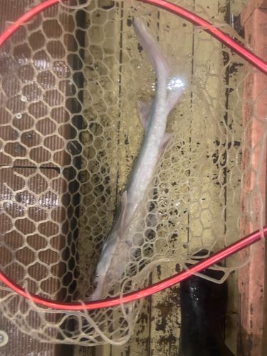 チョウザメの釣果