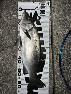 ヒラスズキの釣果