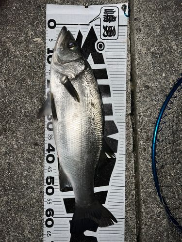 ヒラスズキの釣果