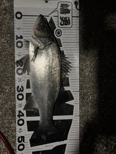 ヒラスズキの釣果