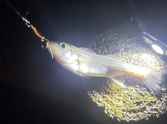 セイゴ（マルスズキ）の釣果