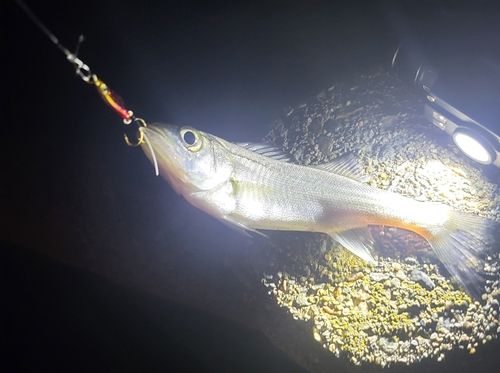 セイゴ（マルスズキ）の釣果
