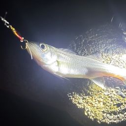 セイゴ（ヒラスズキ）