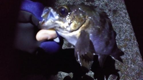 シロメバルの釣果