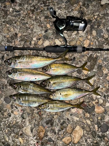 アジの釣果