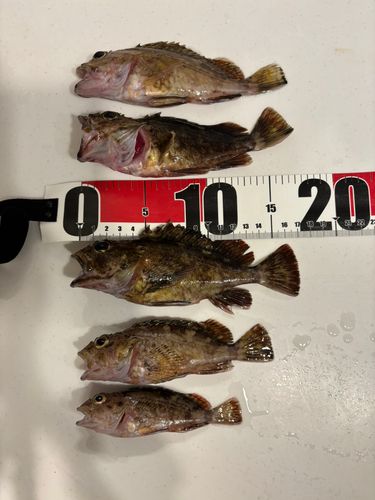 常滑りんくう釣り護岸