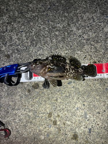 オウゴンムラソイの釣果