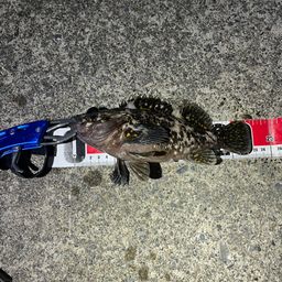 オウゴンムラソイ