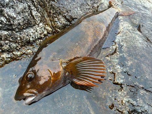 アイナメの釣果