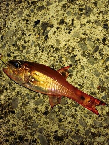 ネンブツダイの釣果