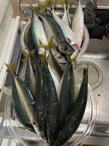 サバの釣果
