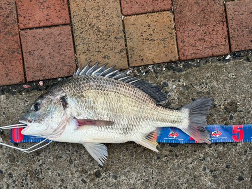 日明海峡釣り公園