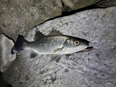 ヒラスズキの釣果