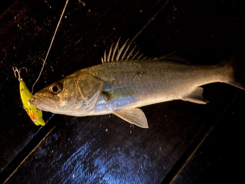 セイゴ（タイリクスズキ）の釣果