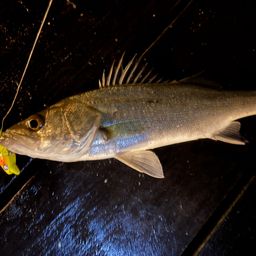 セイゴ（タイリクスズキ）