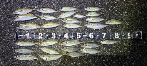 アジの釣果