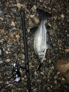 ヒラスズキの釣果