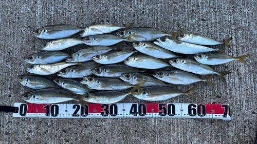 アジの釣果