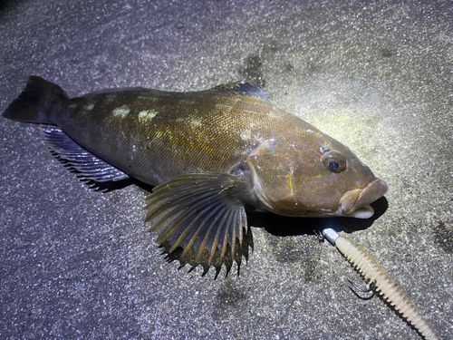 アイナメの釣果