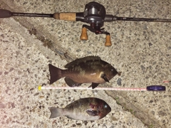 グレの釣果