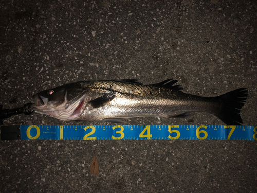 シーバスの釣果