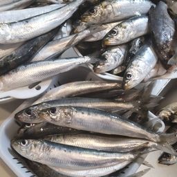 イワシ