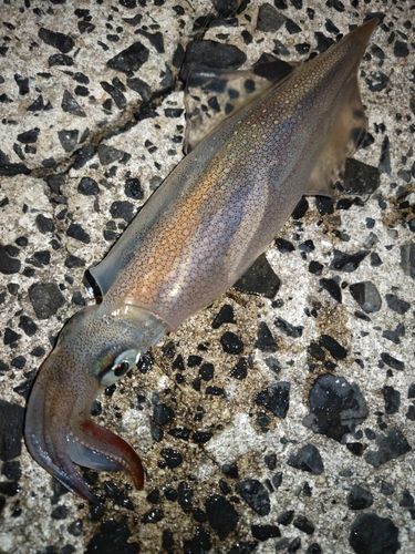 ヤリイカの釣果