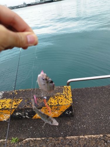 ヒイラギの釣果