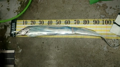 タチウオの釣果