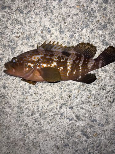 キジハタの釣果