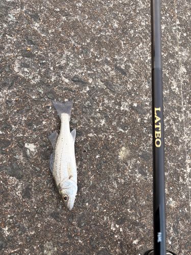 セイゴ（マルスズキ）の釣果