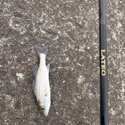 セイゴ（マルスズキ）