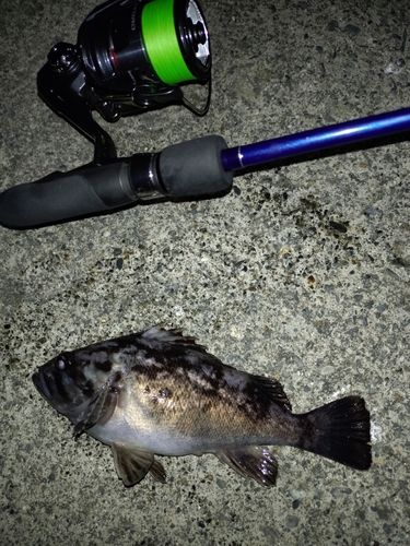 クロソイの釣果