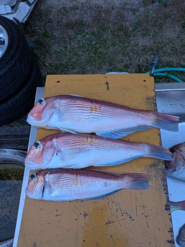 アカアマダイの釣果