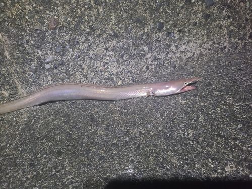 ダイナンウミヘビの釣果