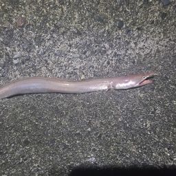 ダイナンウミヘビ