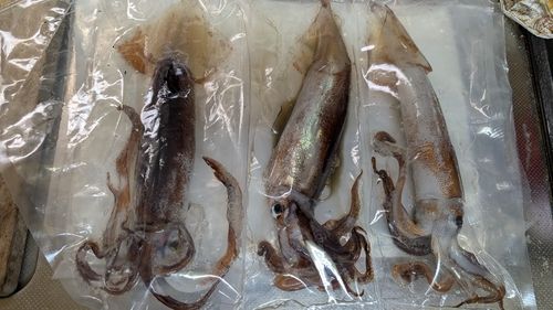 スルメイカの釣果