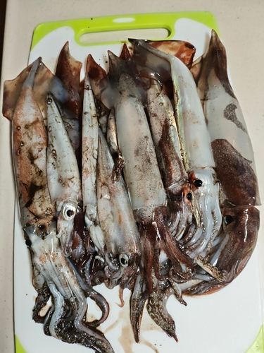 スルメイカの釣果