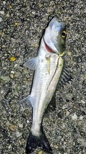 セイゴ（マルスズキ）の釣果