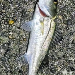 セイゴ（マルスズキ）