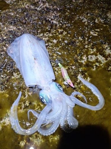アオリイカの釣果