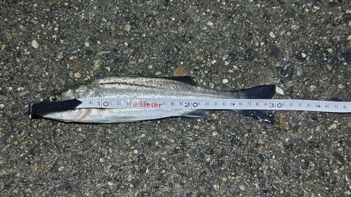 セイゴ（マルスズキ）の釣果