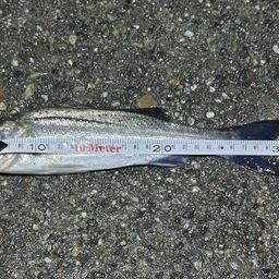 セイゴ（マルスズキ）