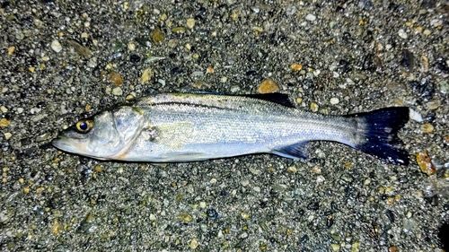 セイゴ（マルスズキ）の釣果