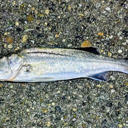 セイゴ（マルスズキ）