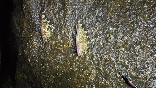 セントレア常滑港前島