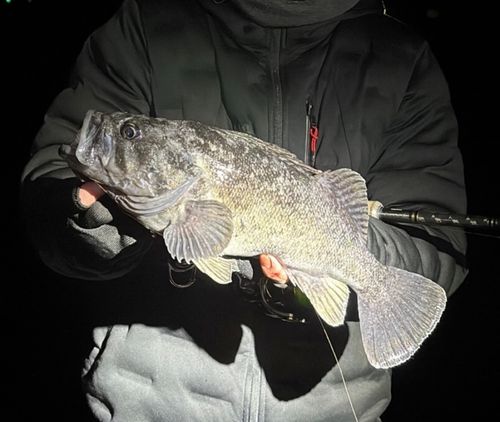 クロソイの釣果