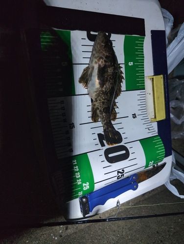 タケノコメバルの釣果